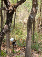 Spirit house in the woods