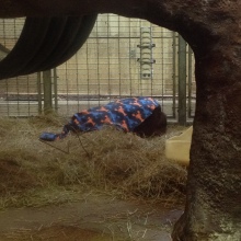 Orangutan in a lobster blanket!